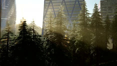 park-forest-and-skyscrapes-at-sunset